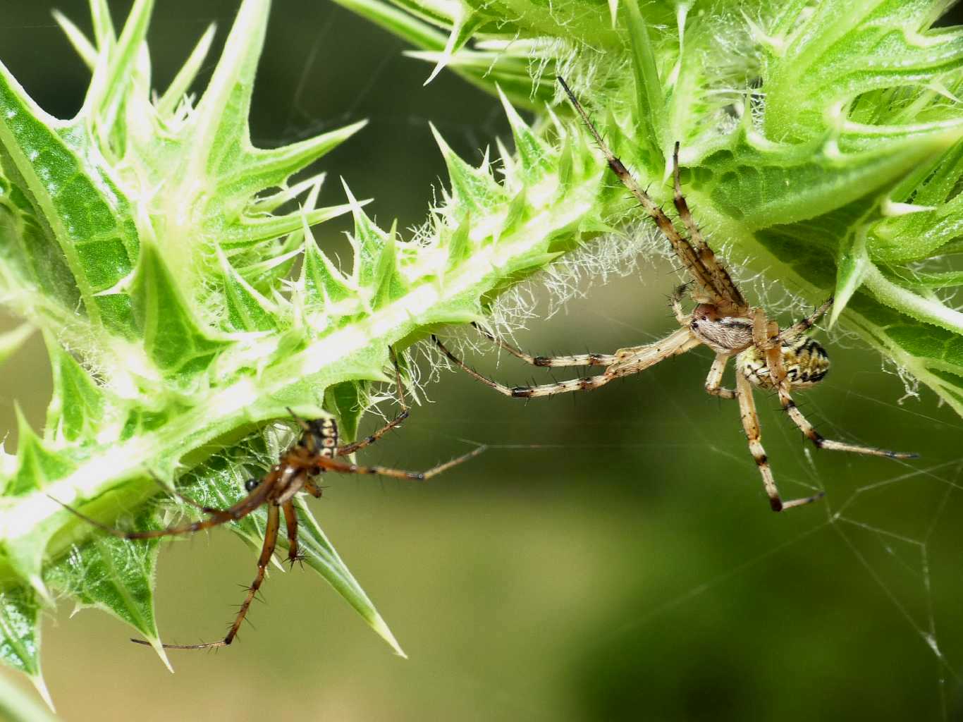 Neoscona adiantha: stagione degli amori - Tolfa (RM)